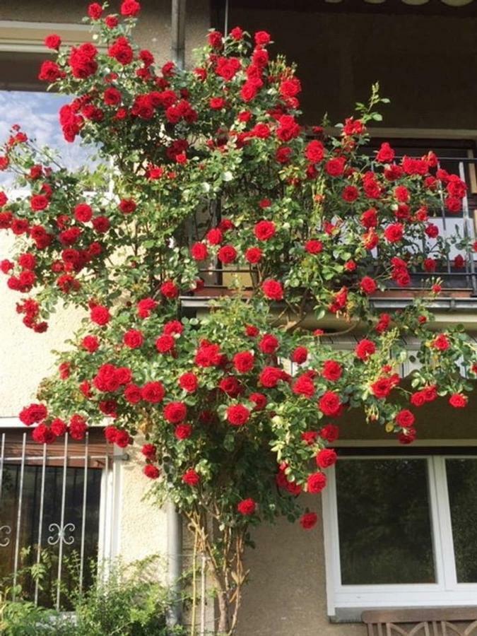 Ferienwohnung Detmold Dış mekan fotoğraf